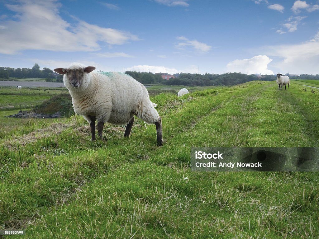 Dos sheeps en dike - Foto de stock de Aire libre libre de derechos