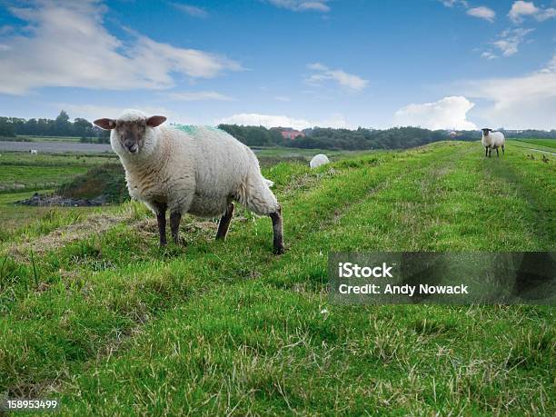 Dos Sheeps En Dike Foto de stock y más banco de imágenes de Aire libre - Aire libre, Alemania, Azul