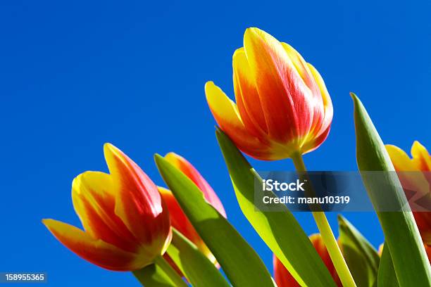 Tulipa Na Vista De Ângulo Baixo - Fotografias de stock e mais imagens de Amarelo - Amarelo, Ao Ar Livre, Azul