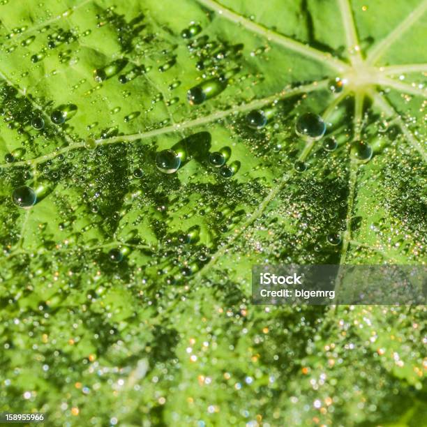 Grandi E Piccole - Fotografie stock e altre immagini di Acqua - Acqua, Autunno, Close-up