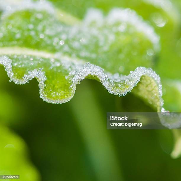 Materiale Congelato Onda - Fotografie stock e altre immagini di Brina - Acqua ghiacciata - Brina - Acqua ghiacciata, Close-up, Colore verde