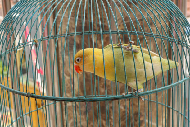 istock A love bird in a cage. 1589562758