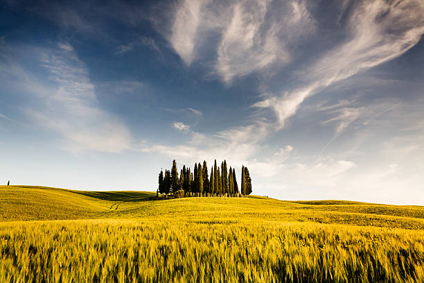 istock Grain Field in Tuscany 158956440