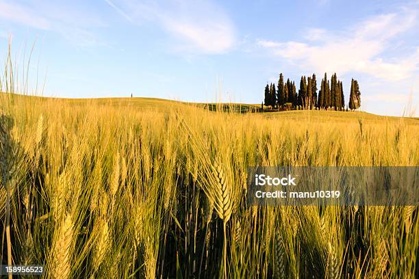 Foto de Grãos Campo De Toscana e mais fotos de stock de Agricultura - Agricultura, Ajardinado, Amarelo