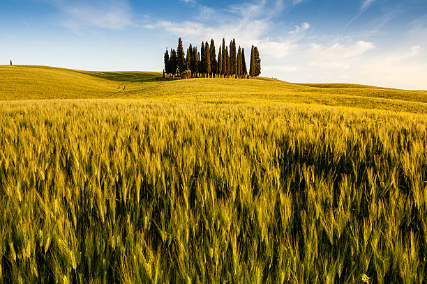 istock group of cypress trees in the tuscany 158956529