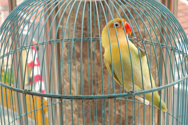 istock A love bird in a cage. 1589565416