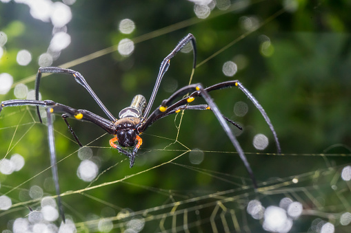 Spider Nephila pilipes golden orb-web spider on netting web closeup detail background