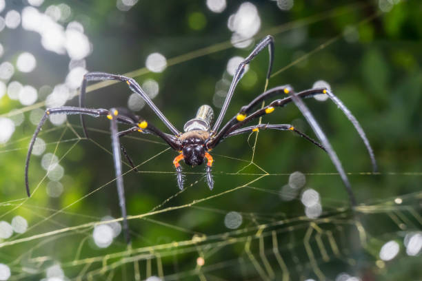 istock Spider Nephila pilipes golden orb-web spider on netting web closeup detail background 1589567050