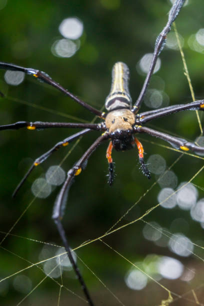 istock Spider Nephila pilipes golden orb-web spider on netting web closeup detail background 1589568117