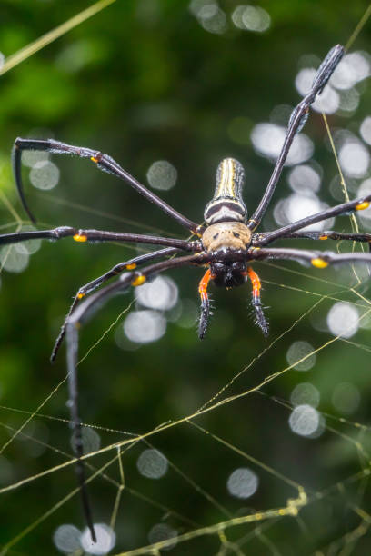 istock Spider Nephila pilipes golden orb-web spider on netting web closeup detail background 1589575004