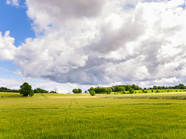 Oilseed rape field under dramatic sky stock photo