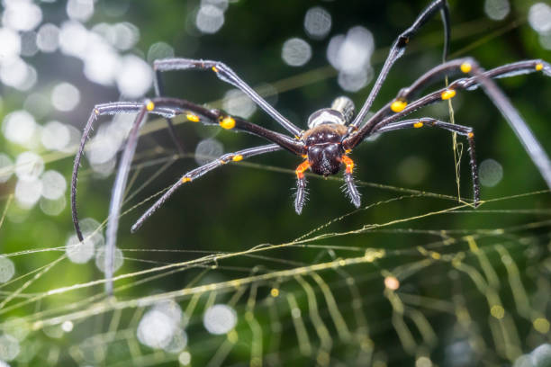 istock Spider Nephila pilipes golden orb-web spider on netting web closeup detail background 1589578751
