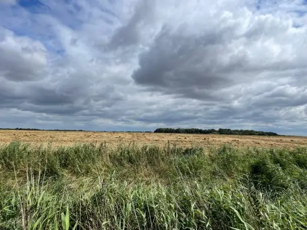 Harvest time  in the Fens in the Summertime with cloudscape