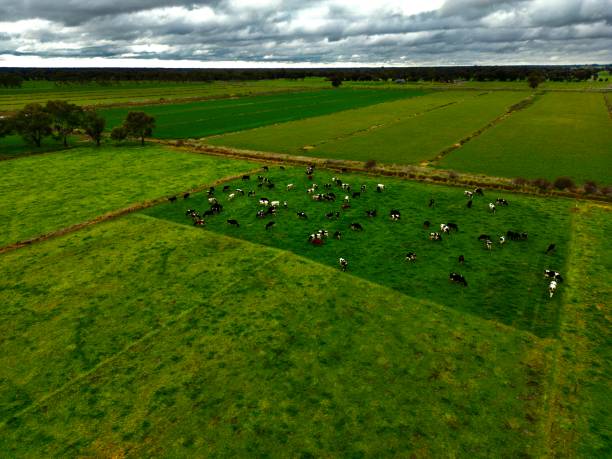 istock Dairy cows grazing ing a green field 1589597086