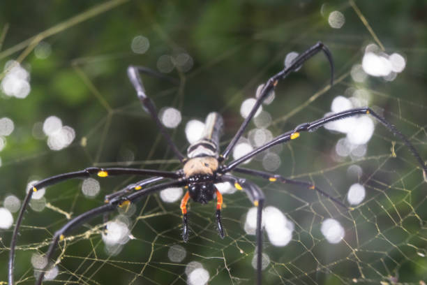 istock Spider Nephila pilipes golden orb-web spider on netting web closeup detail background 1589602461