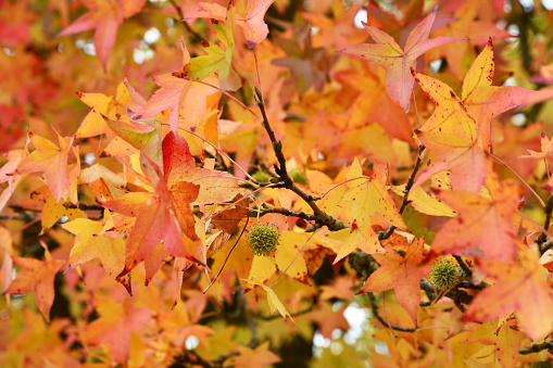 Amerikanischer Amberbaum mit leuchtender Herbstfärbung
