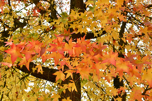 Amerikanischer Amberbaum mit leuchtender Herbstfärbung