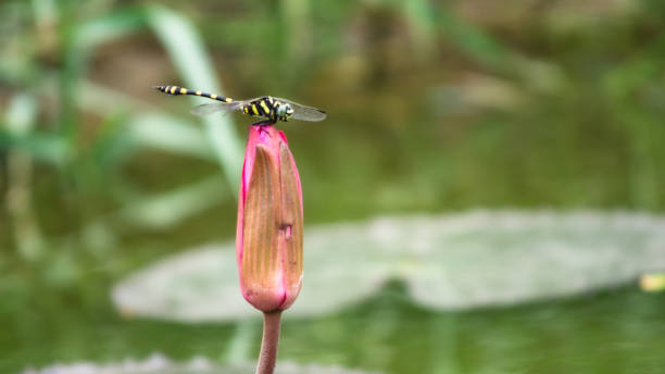 istock Dragonfly and red lotus 1589639474