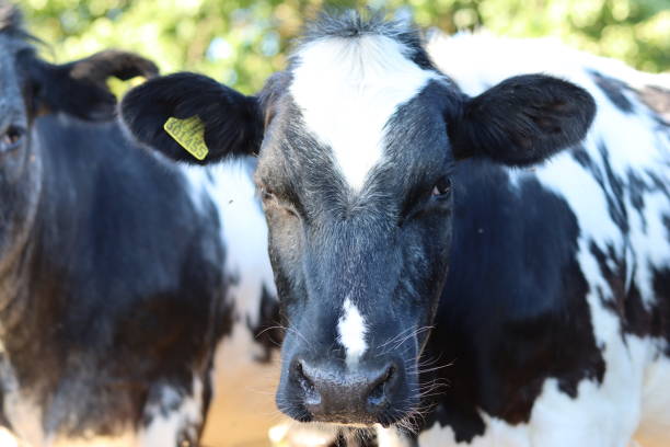 istock Close up of black and white cows 1589646797