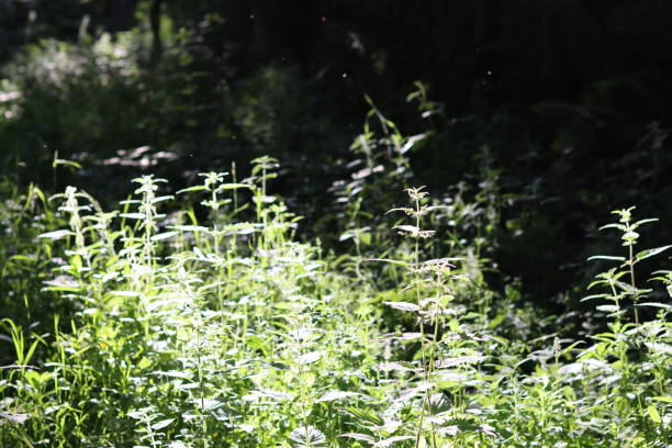 istock Green plants brightly lit in sunshine against a dark background 1589647346