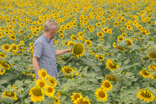 Farmer at his agricultural field of growing sunflower