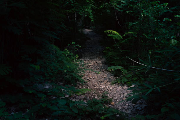 istock Nature walking path in tropical national park in rainforest 1589654619