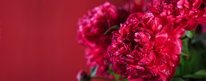 Аbstract romance background with delicate red peonies flowers, close-up. Romantic banner with free copy space for text