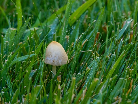 A small mushroom pictured sitting in a lush bed of grass