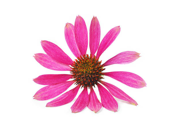 istock purple coneflower 1589690869