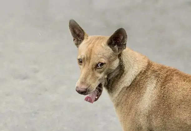 a photography of a dog with its tongue out standing on a street, there is a dog that is standing on the street with its tongue out.