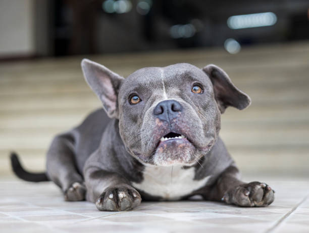 istock Close up low view, gray-haired, white-breasted, short-legged, wrinkly-faced American. 1589712258