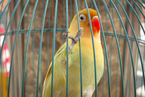 istock A love bird in a cage. 1589713366
