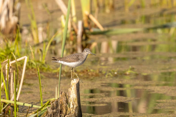 istock Greater Yellowlegs Sandpiper pauses on a tree stump 1589714482