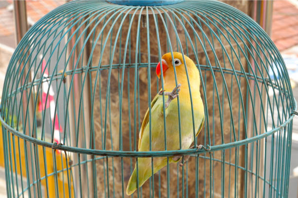istock A love bird in a cage. 1589715027