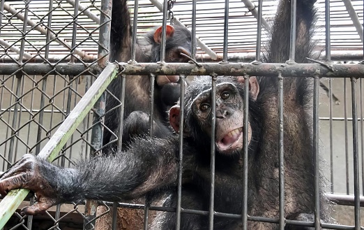 a photography of two chimpanzees in a cage with their mouths open, there are two chimpanzees in a cage eating a piece of bamboo.