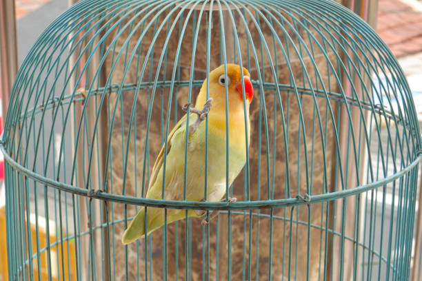 istock A love bird in a cage. 1589716626