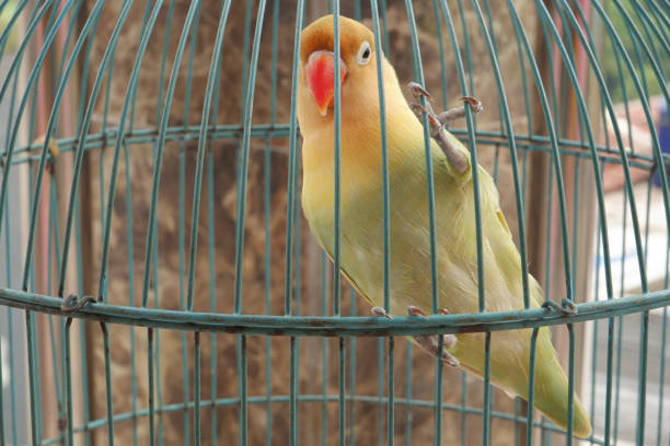 istock A love bird in a cage. 1589718214