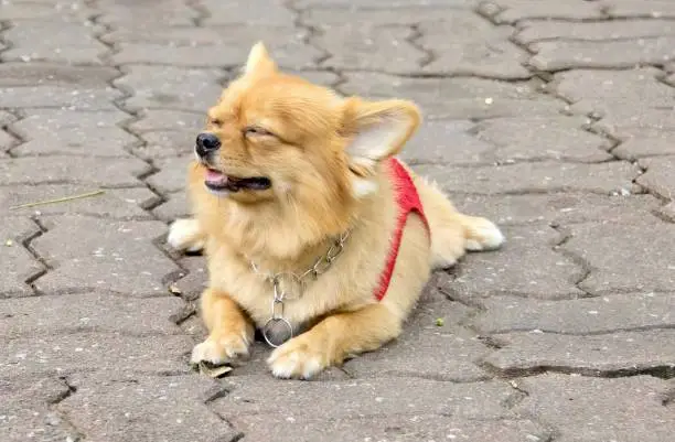 a photography of a dog laying on a brick sidewalk with its tongue out, dog laying on a brick sidewalk with its tongue out.