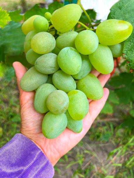 istock Green grape cluster in the hand. Person picking grapes. 1589733925
