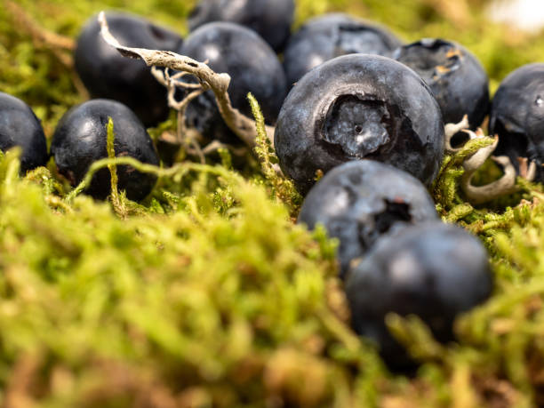 istock Ripe blueberries on green moss. up 1589735573