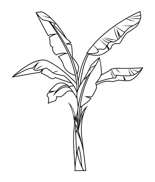 Vector illustration of Banana tree drawing