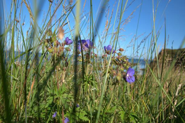 istock Scottish meadow with blue flowers 1589741618