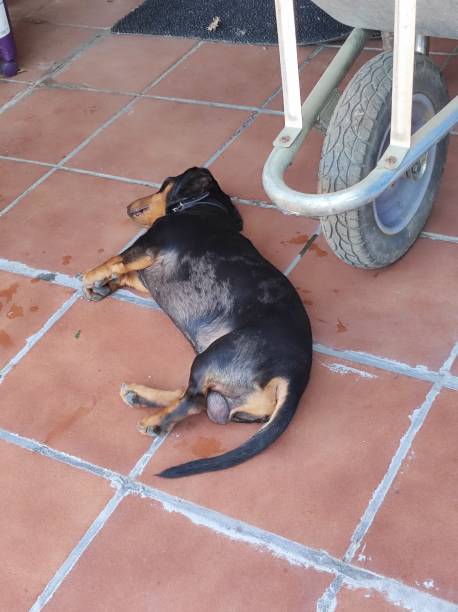 istock dachshund or sausage dog resting 1589760444