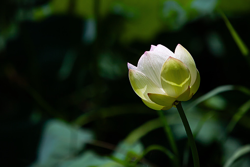 Water lily with beautiful green floating leaves in a ditch filled with water.