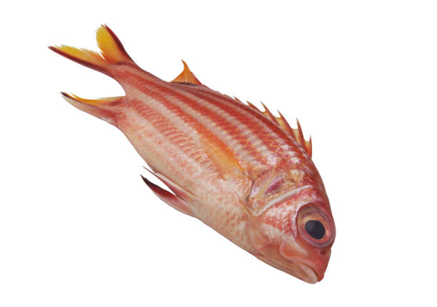 istock Soldier fish isolated on white. 1589762124