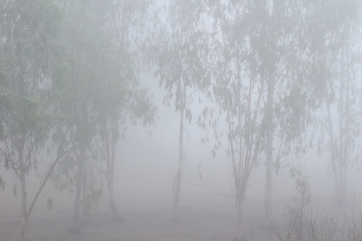 Eucalyptus tree in the fog, beautiful nature background with copy space, full frame horizontal composition