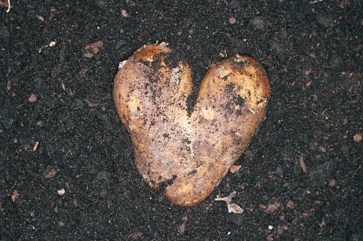 Heart shaped potato