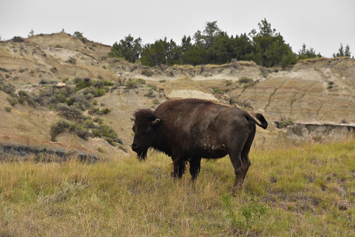 Solitary bison swishing his tail standing in a canyon.