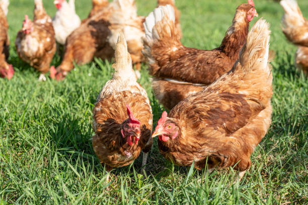 istock hens and chickens in a garden 1589767598