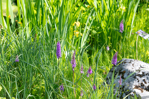 flowers in a botanical garden